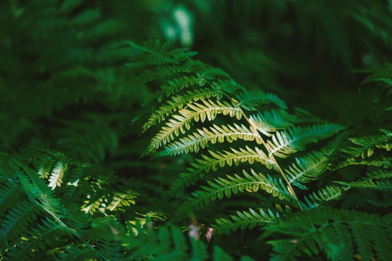 Native New Zealand silver fern fronds in forest